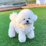 Pet Fashion Φόρεμα Πουά  – Γλυκό & Άνετο Pet Outfit - Image 2