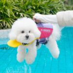X-Sports Dog Life Jacket – Πολύχρωμο Σωσίβιο για Σκύλους - Image 4