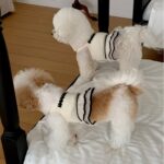 Boho Φόρεμα Σκύλου Princess με Βολάν & Πέρλες | Dogmama