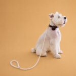 Πολυτελές Λουρί Σκύλου με Πέρλες – Elegant Pearl Dog Leash - Image 2